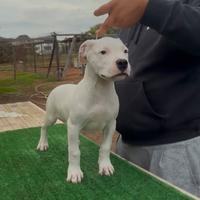 Cucciole dogo argentino