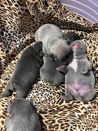 Cuccioli bulldog francese