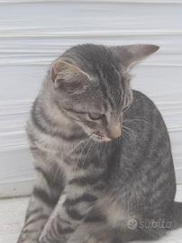 Gattini