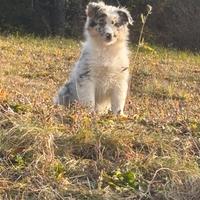 Cuccioli Australian Sheperd