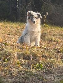 Cuccioli Australian Sheperd