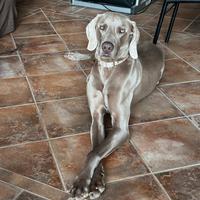 Disponibile per accoppiamento Weimaraner