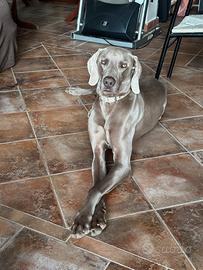 Disponibile per accoppiamento Weimaraner