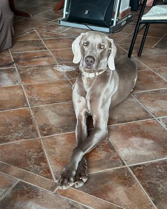 Disponibile per accoppiamento Weimaraner
