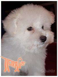 Cuccioli di BOLOGNESE