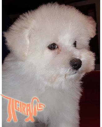 Cuccioli di BOLOGNESE