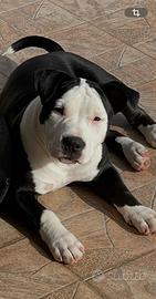 American bully