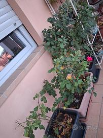 Fiori
