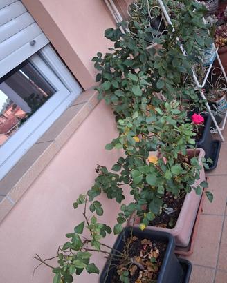 Fiori