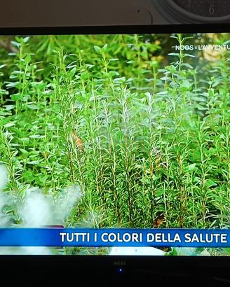 Televisore 32" LED AKAI (Modello AKTV3219S)