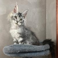 Maine Coon