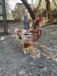 Galline ovaiole e gallo