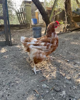 Galline ovaiole e gallo