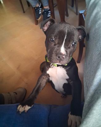 American bully