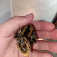 Pulcini di quaglia da volo