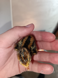 Pulcini di quaglia da volo