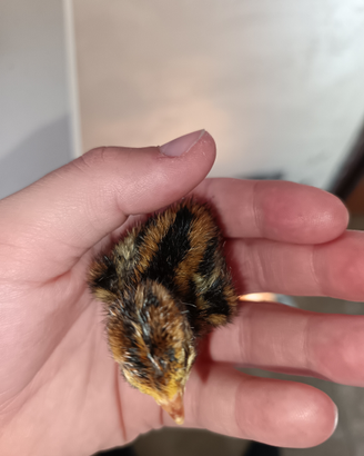 Pulcini di quaglia da volo