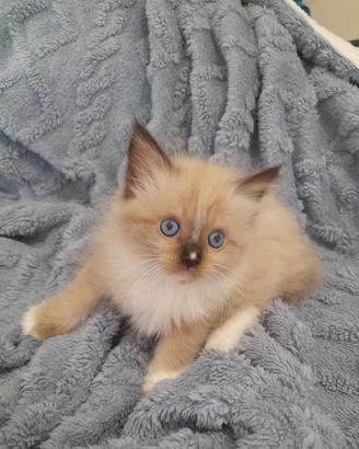 Cuccioli Ragdoll