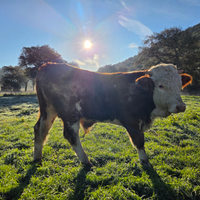 Vitello Pezzato rosso Iscritto