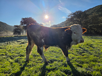 Vitello Pezzato rosso Iscritto