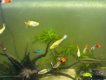Guppy