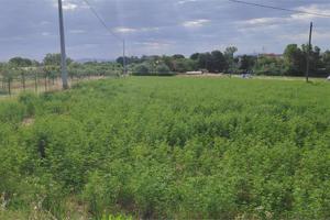 Terreno agricolo a Monte San Vito