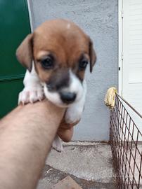 Cuccioli di Jack Russell