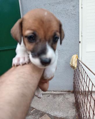 Cuccioli di Jack Russell