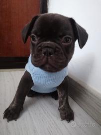 Bulldog francese