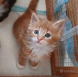 Dolcissimi maine coon xxl