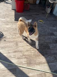 Akita americano