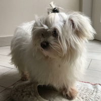 Cuccioli di maltese