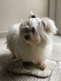 Cuccioli di maltese