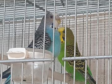 Coppie di cocorite