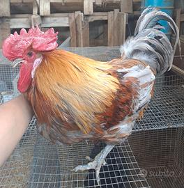 Marans
