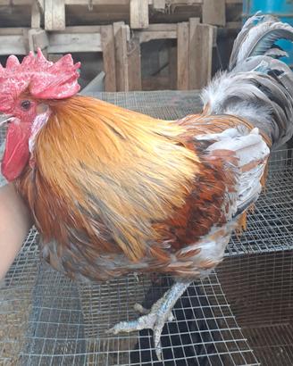Marans