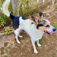 Pin simil lupo ucraino