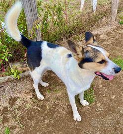 Pin simil lupo ucraino