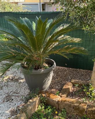 Cycas revoluta
