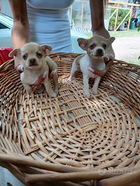 Chihuahua maschio e femmina