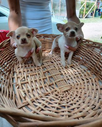 Chihuahua maschio e femmina