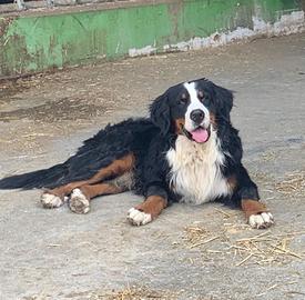 Maschio Bovaro del Bernese