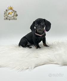 Esclusivi Bassottini Black and tan