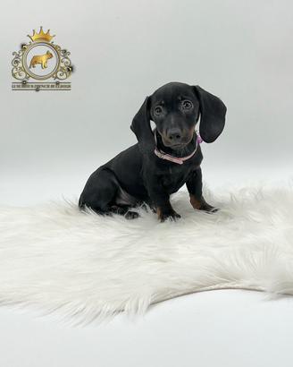 Esclusivi Bassottini Black and tan