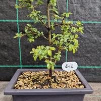 Bonsai Prugnolo Selvatico (Prunus Spinosa) 141