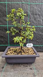 Bonsai Prugnolo Selvatico (Prunus Spinosa) 141