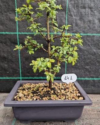 Bonsai Prugnolo Selvatico (Prunus Spinosa) 141