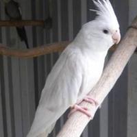 Pappagalli calopsite