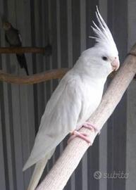 Pappagalli calopsite