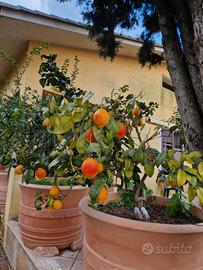 limone a buccia rossa